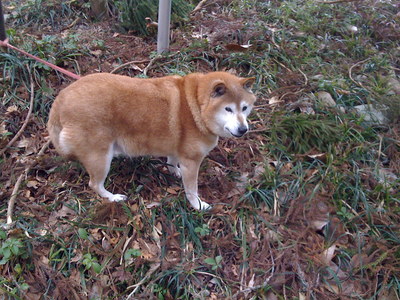 hakone09031-5.JPG